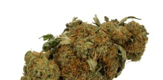 Marijuana bud